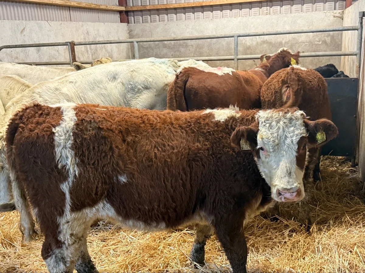 3 SUPER SUCKLER RED HEREFORD HEIFERS ( 250 KGS) - Image 4