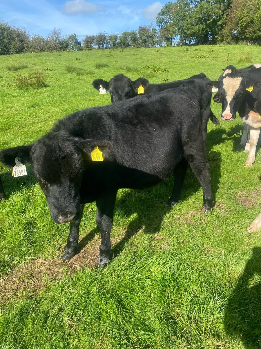 15 runners . AA / Hereford/ Friesian - Image 2