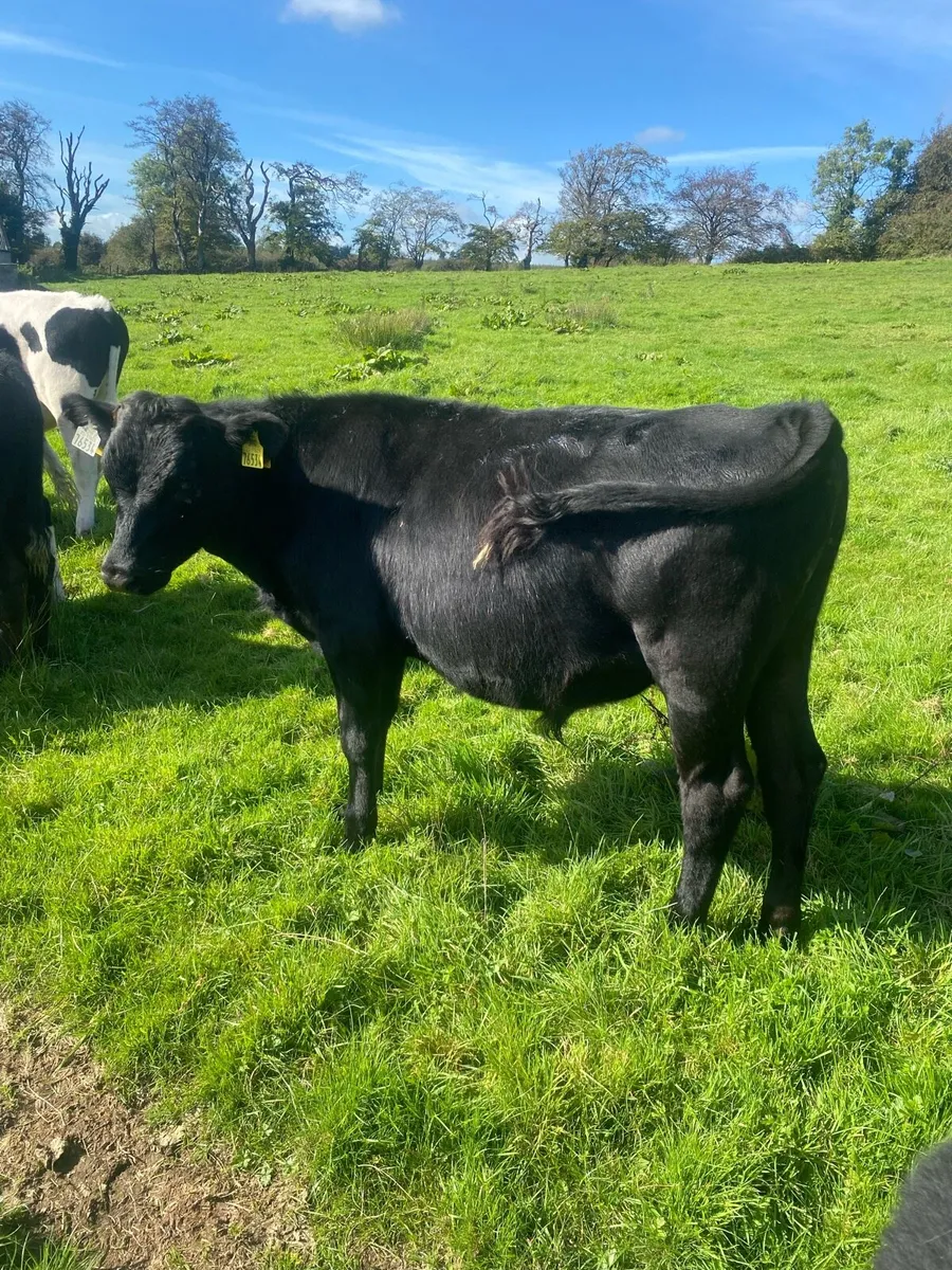 15 runners . AA / Hereford/ Friesian - Image 3