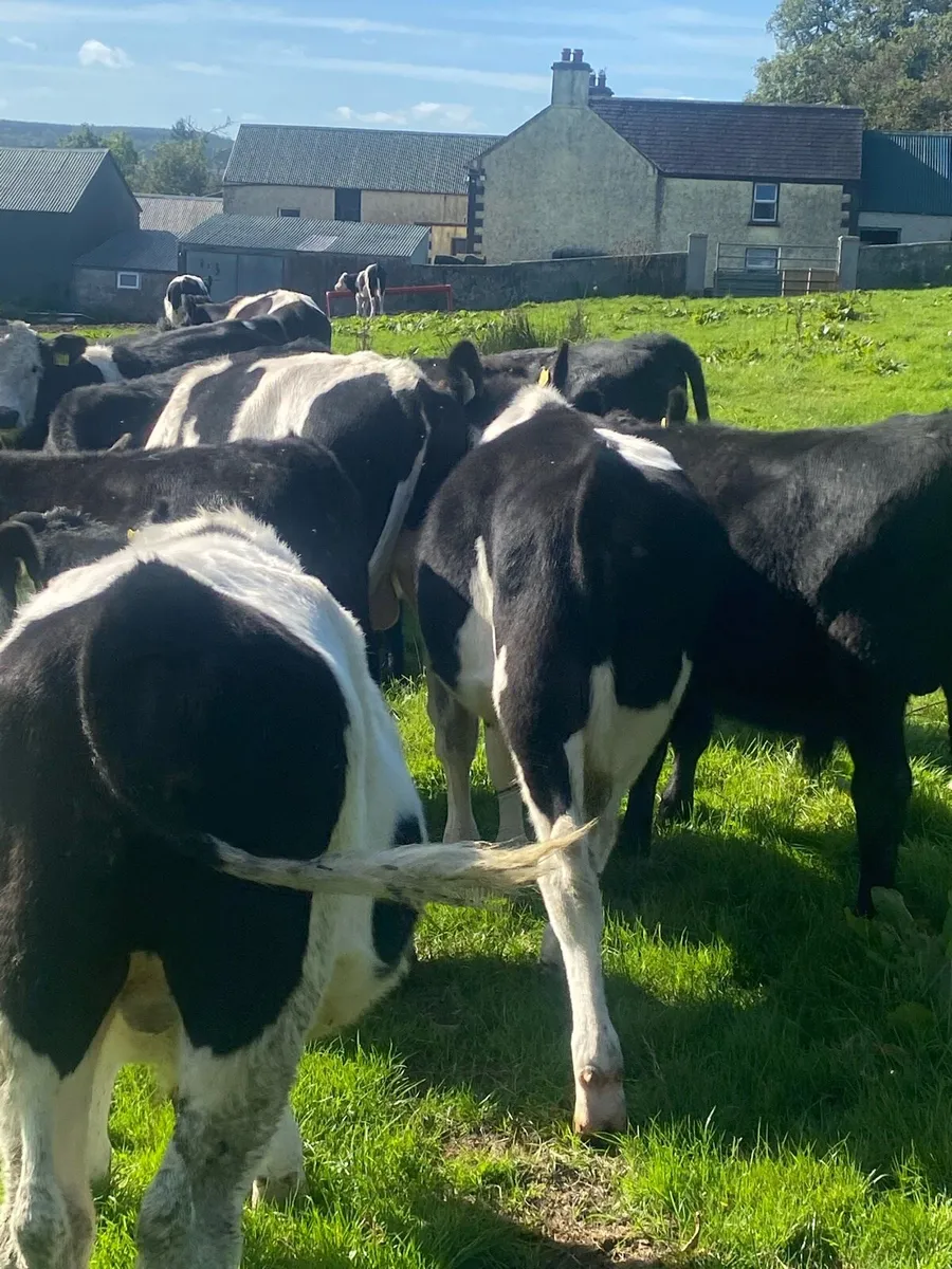 15 runners . AA / Hereford/ Friesian - Image 4