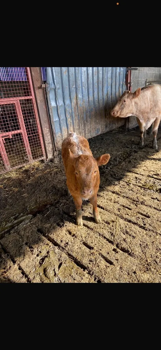Super Limousine Heifer Calf - Image 1