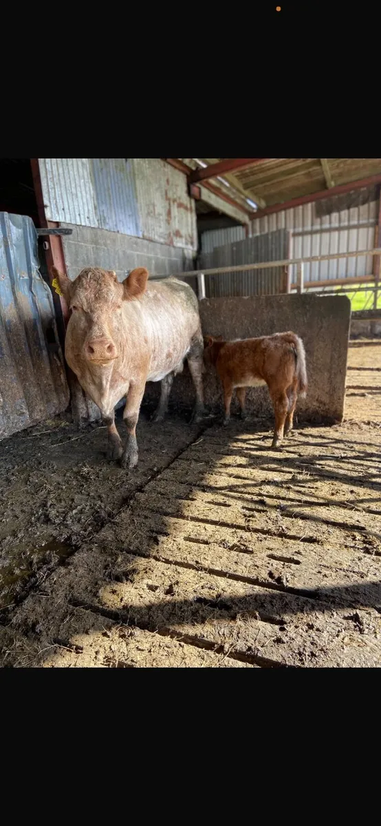 Super Limousine Heifer Calf - Image 2