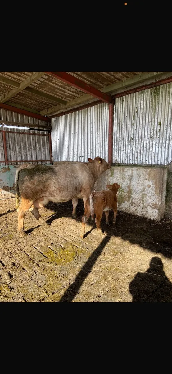 Super Limousine Heifer Calf - Image 3