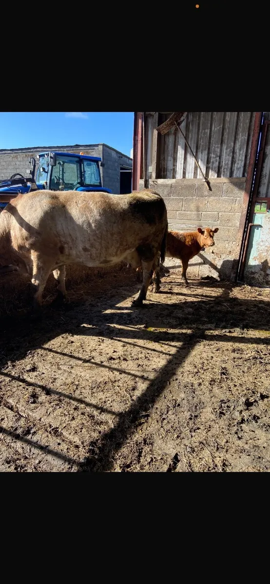 Super Limousine Heifer Calf - Image 4