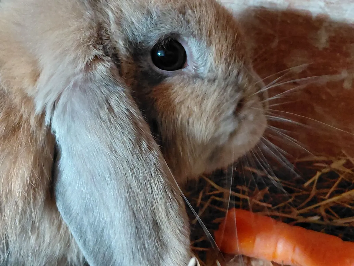 Female Lop Rabbit - Image 1
