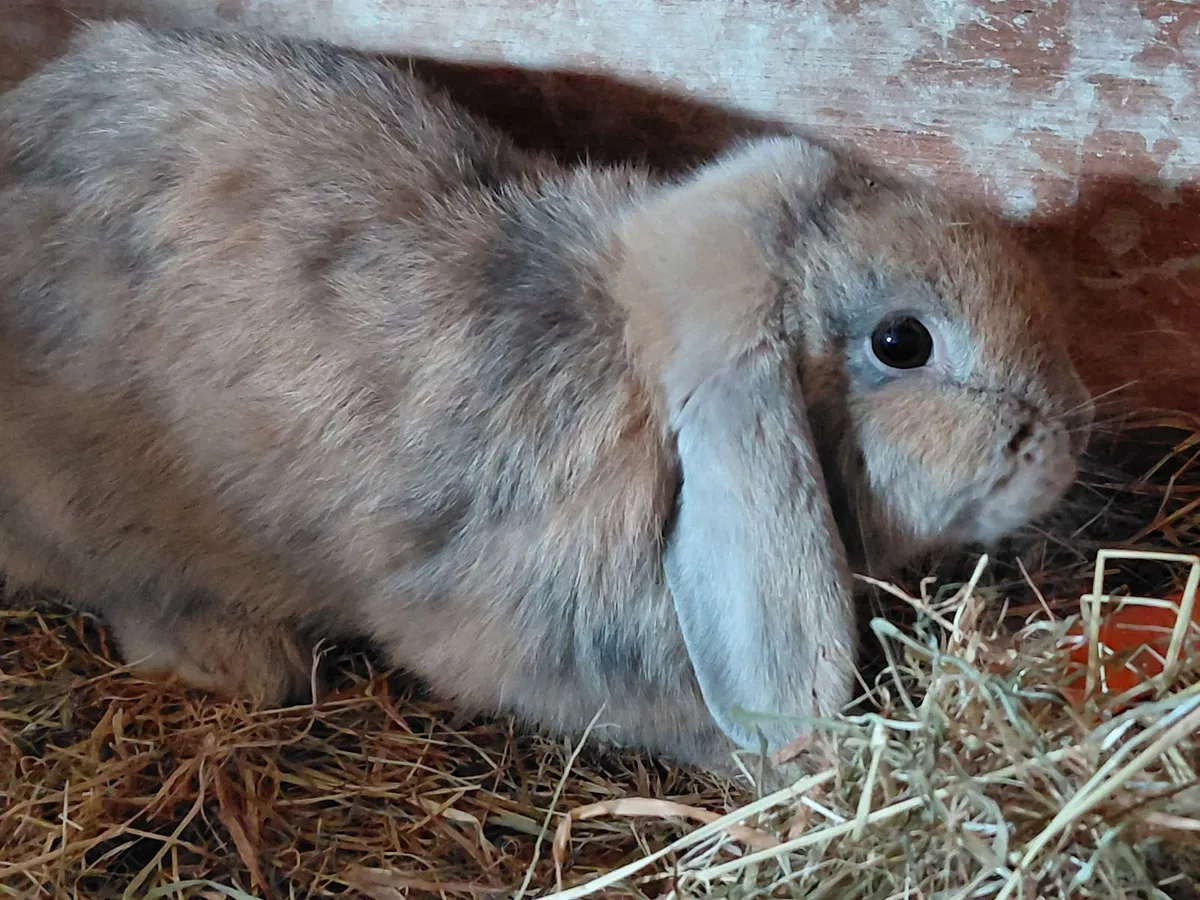 Female Lop Rabbit - Image 2