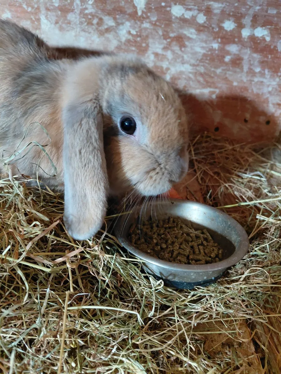 Female Lop Rabbit - Image 3
