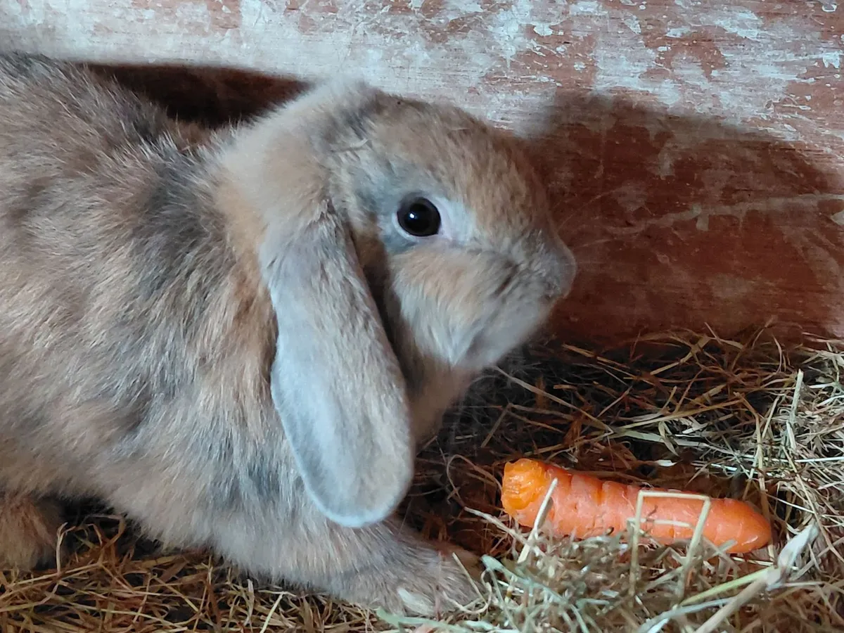 Female Lop Rabbit - Image 4