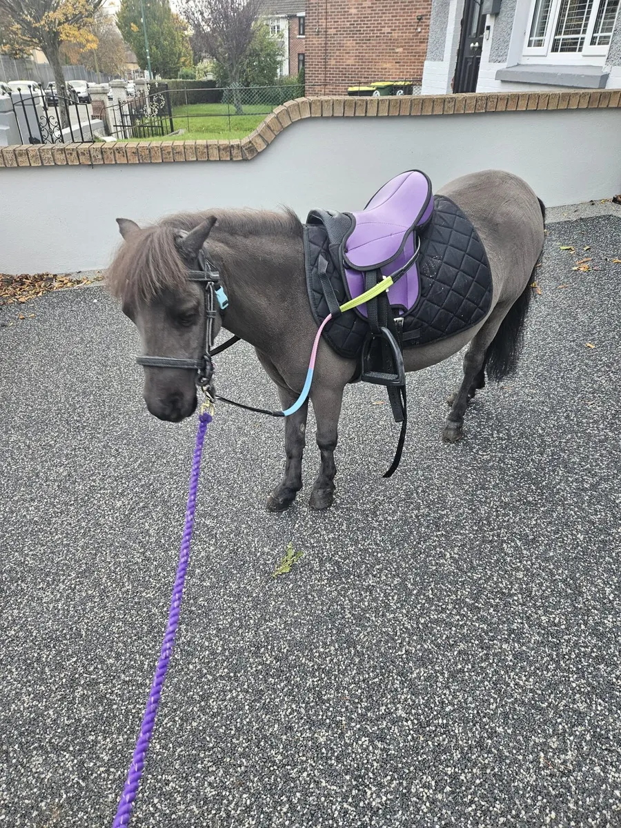 Shetland Pony Mare & Foal Colt 3 Months Old - Image 1