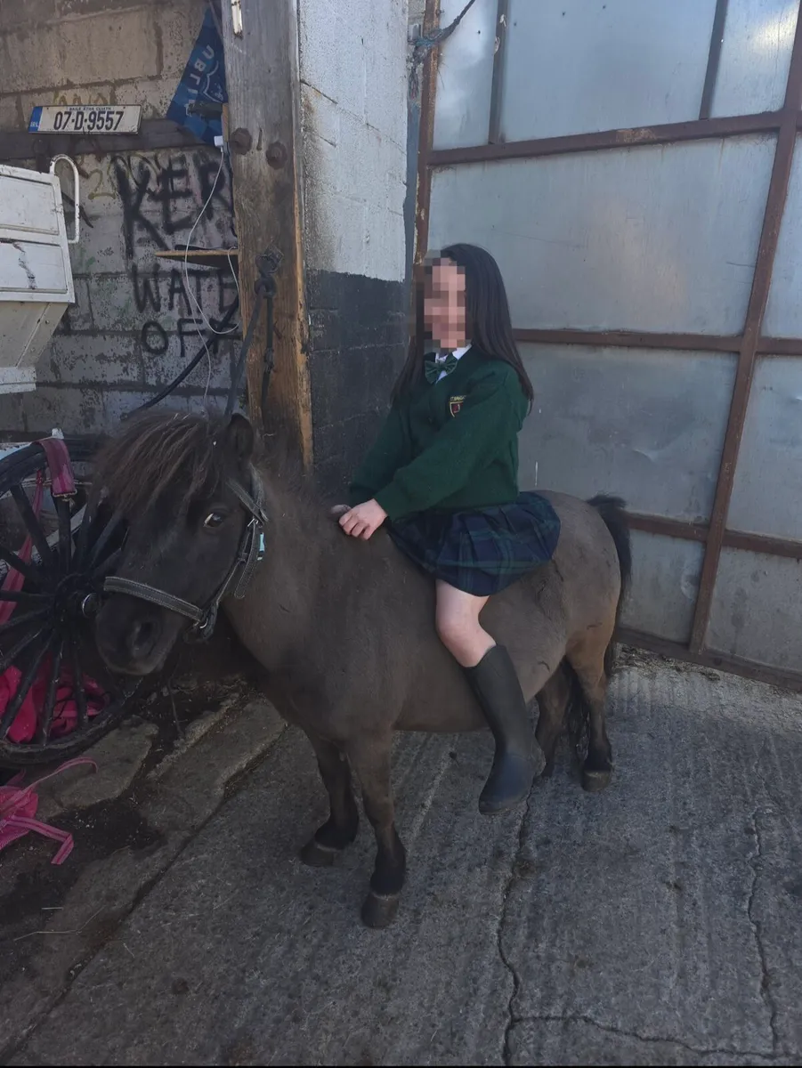 Shetland Pony Mare & Foal Colt 3 Months Old - Image 2