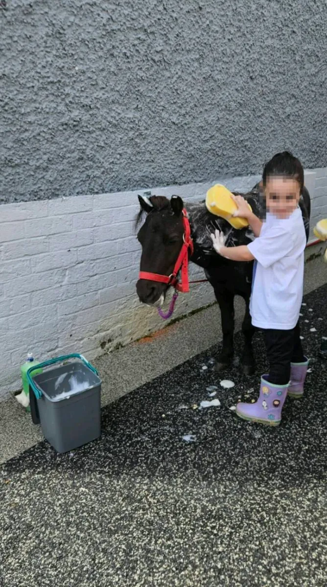 Shetland Pony Mare & Foal Colt 3 Months Old - Image 3