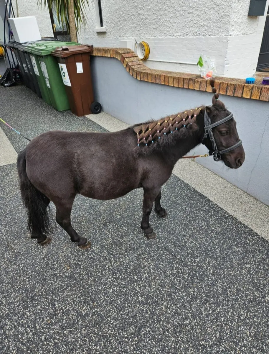 Shetland Pony Mare & Foal Colt 3 Months Old - Image 4