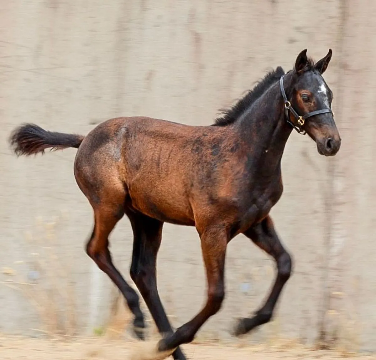 COLT  X CORNET OBLINSKEY X DIAMONT DE SEMILLY - Image 1