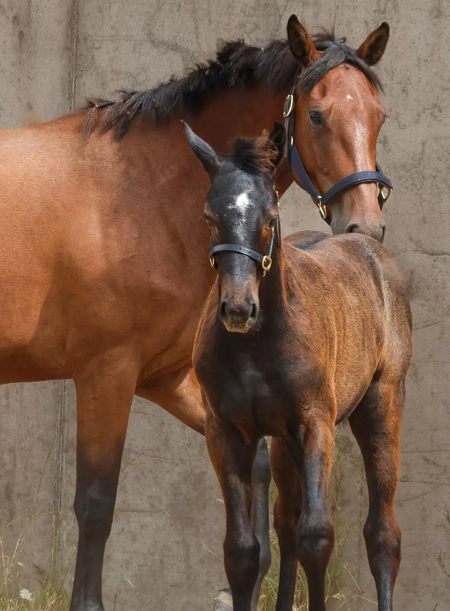 COLT  X CORNET OBLINSKEY X DIAMONT DE SEMILLY - Image 4