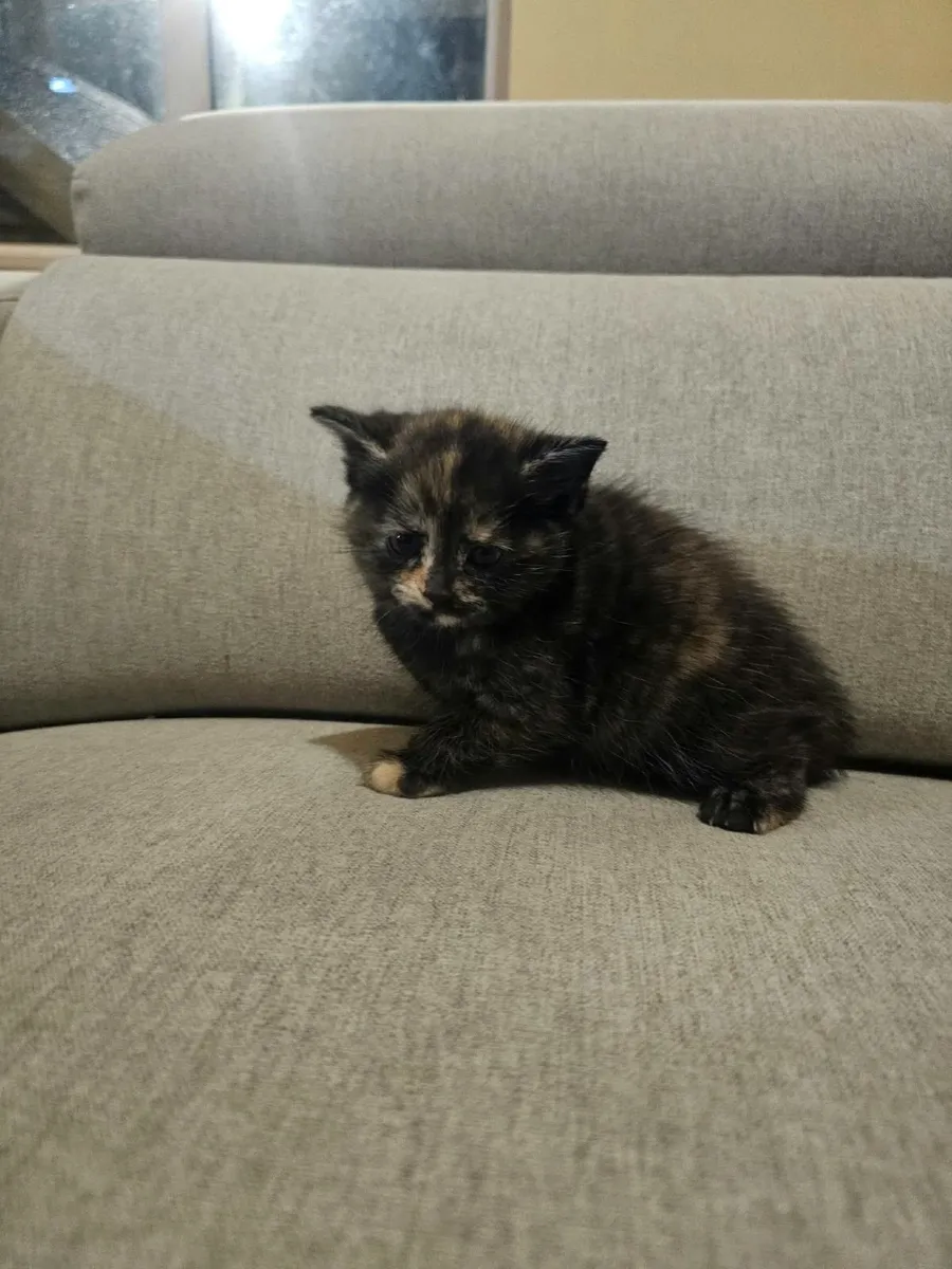 Cats - Image 4