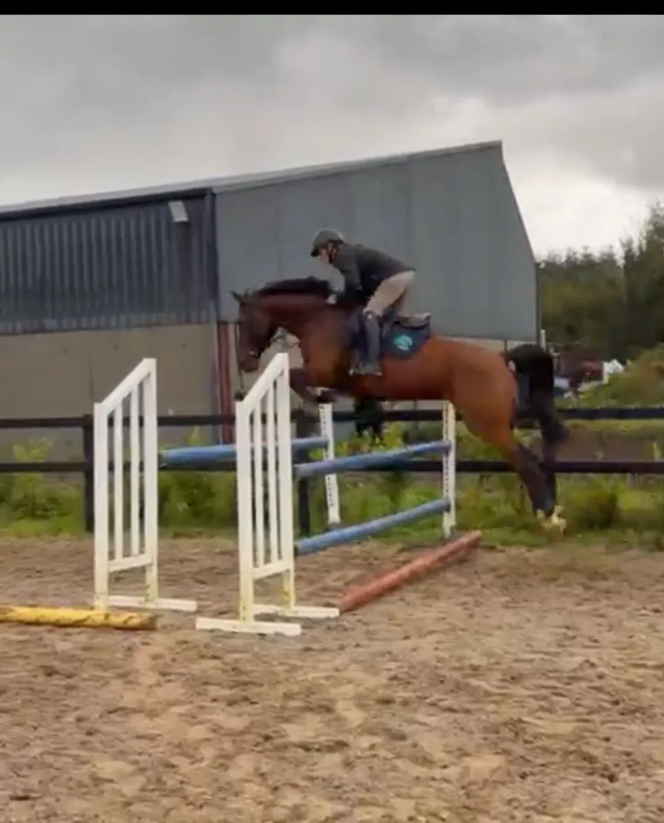 Big Star Mare