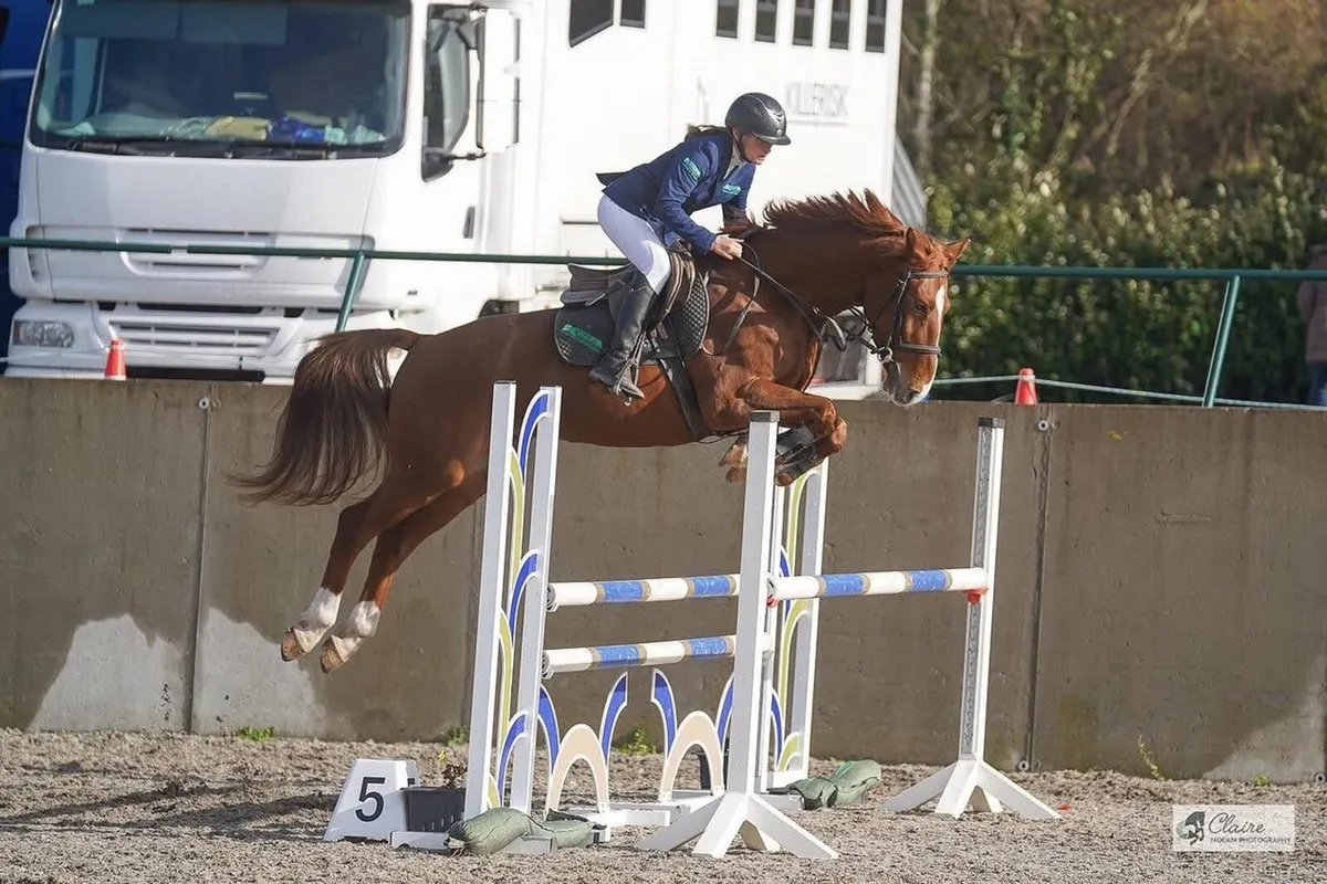 6yo Showjumper - Image 1
