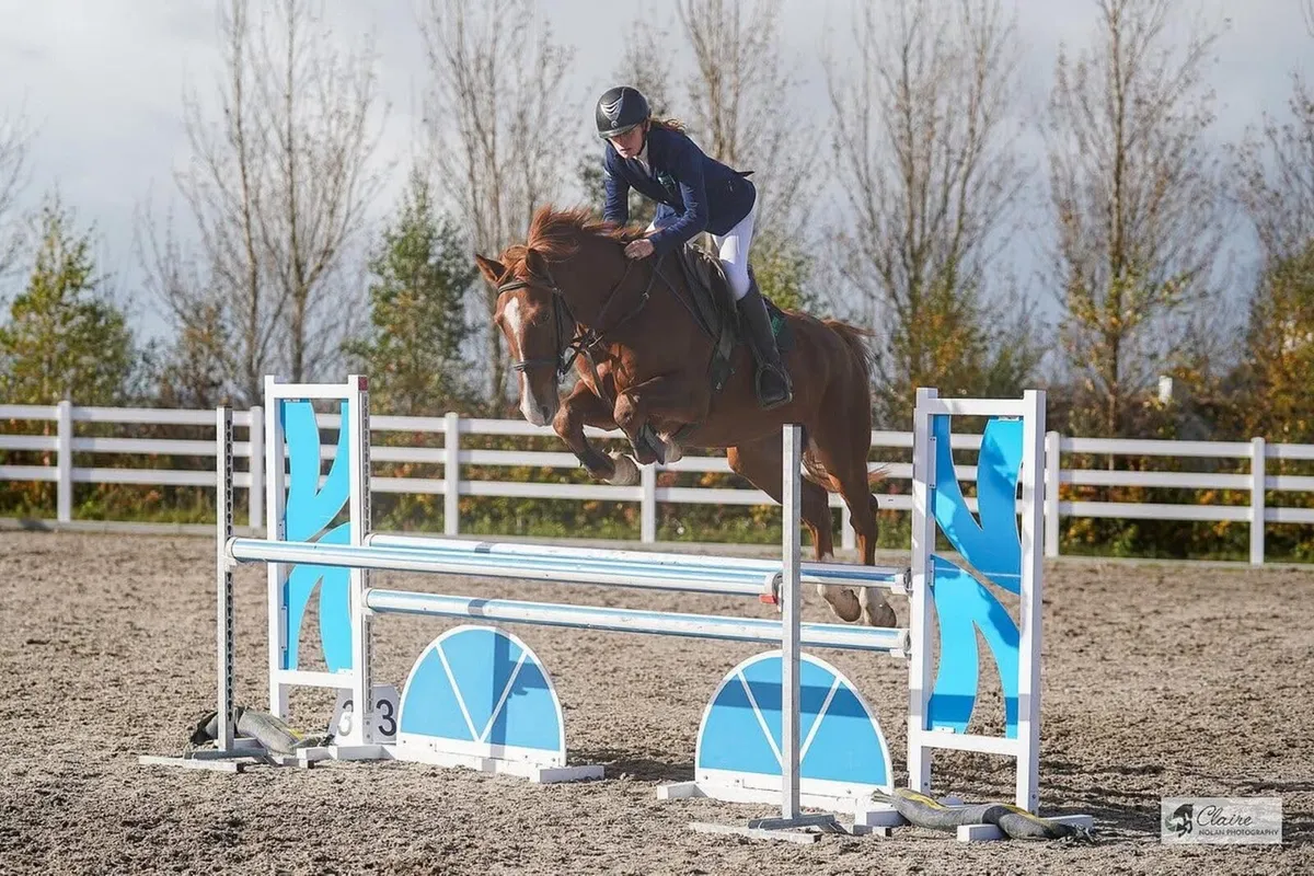 6yo Showjumper - Image 2