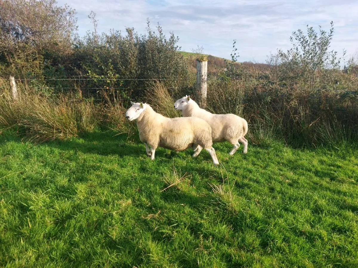 North Country Cheviot Rams - Image 2
