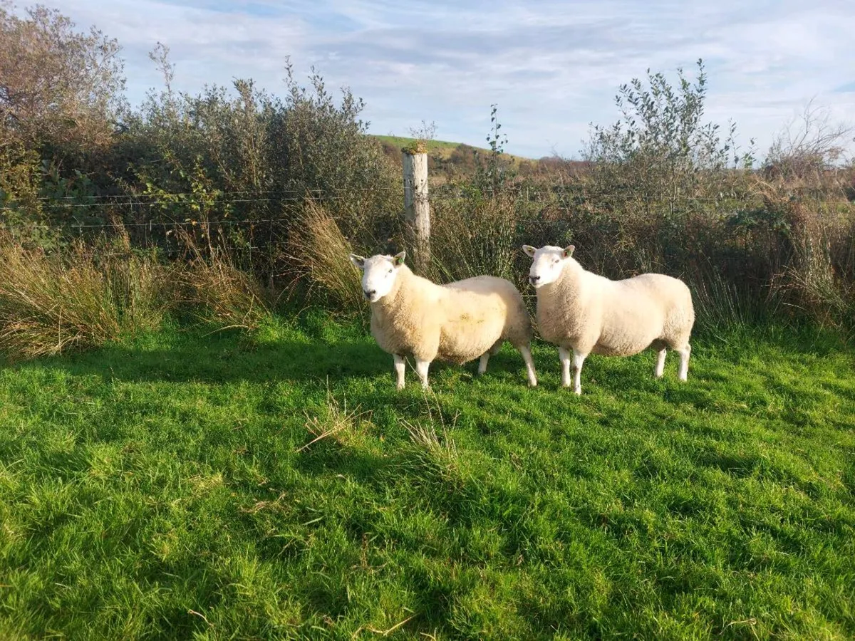 North Country Cheviot Rams - Image 1