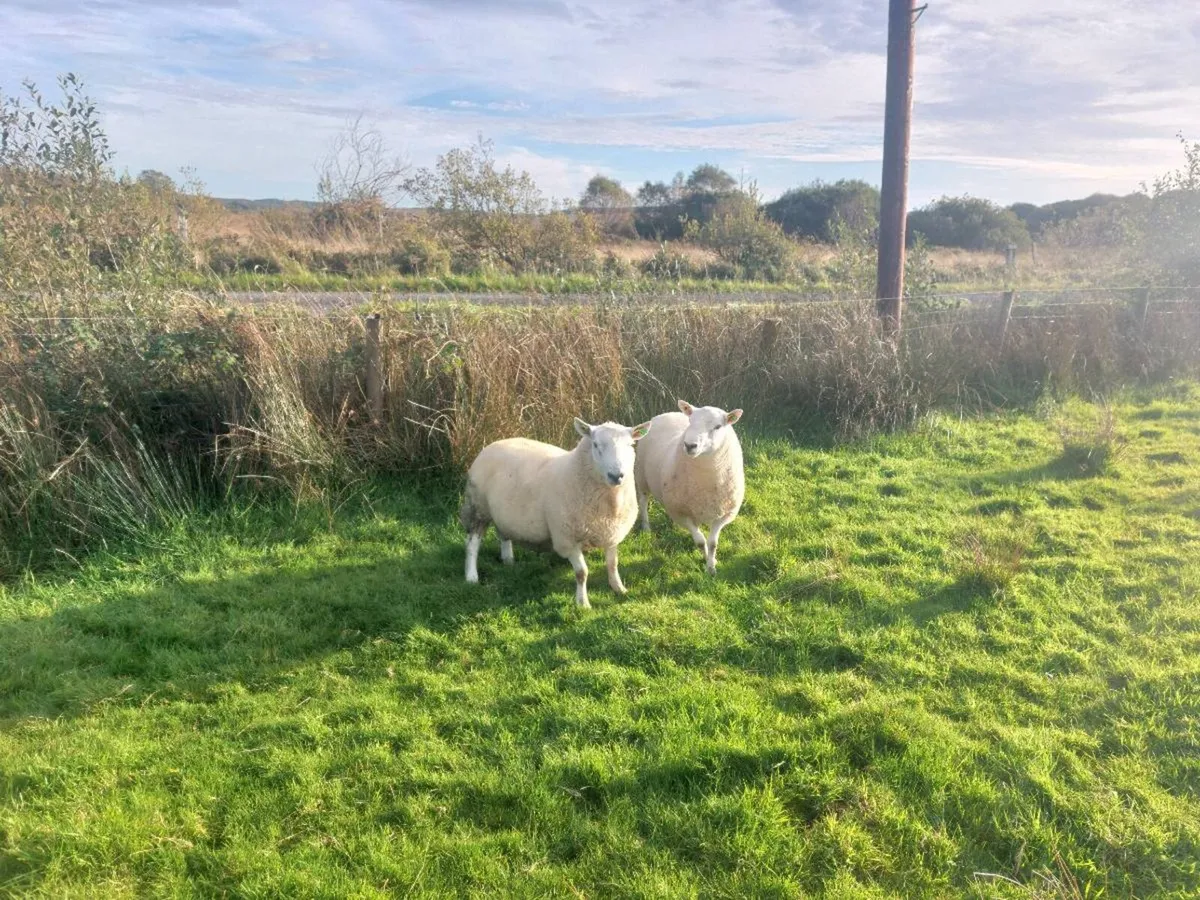 North Country Cheviot Rams - Image 3