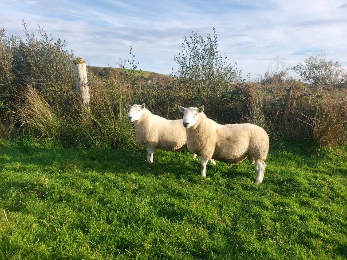 North Country Cheviot Rams - Image 4