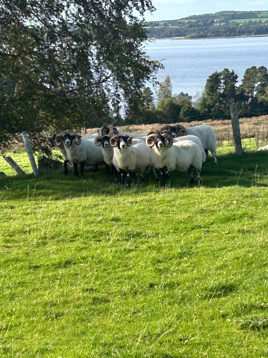 🔥Lanark Rams🔥 - Image 2