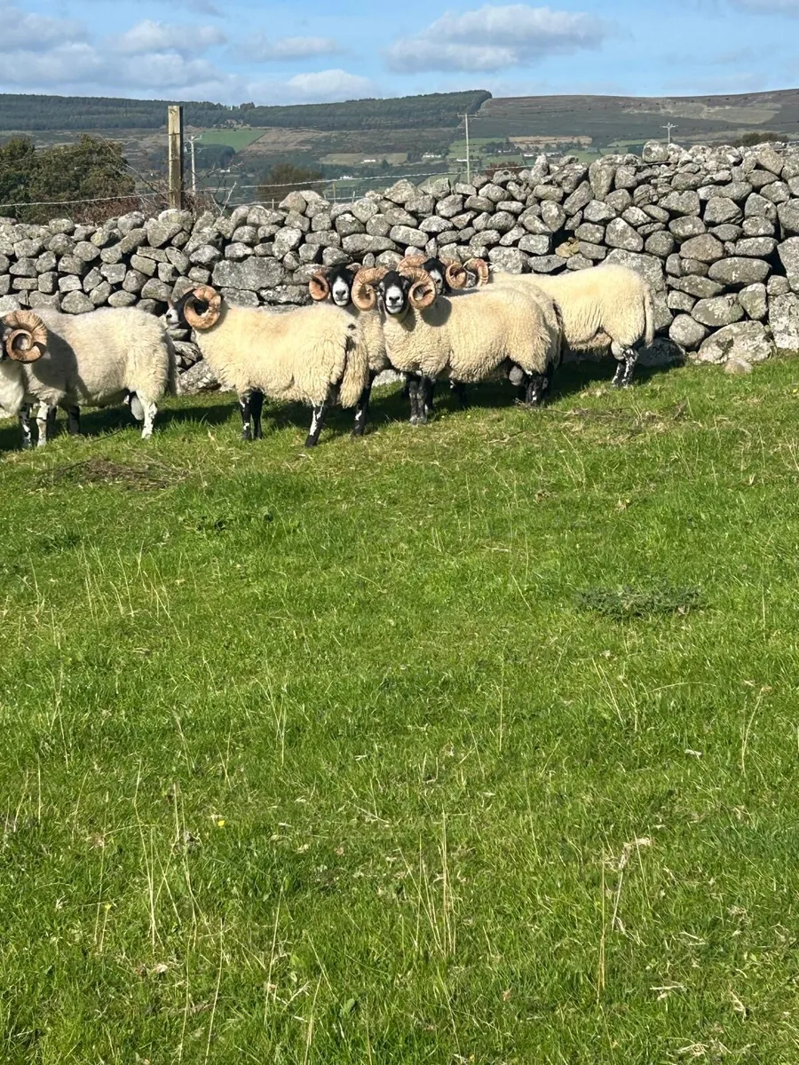 🔥Lanark Rams🔥 - Image 1