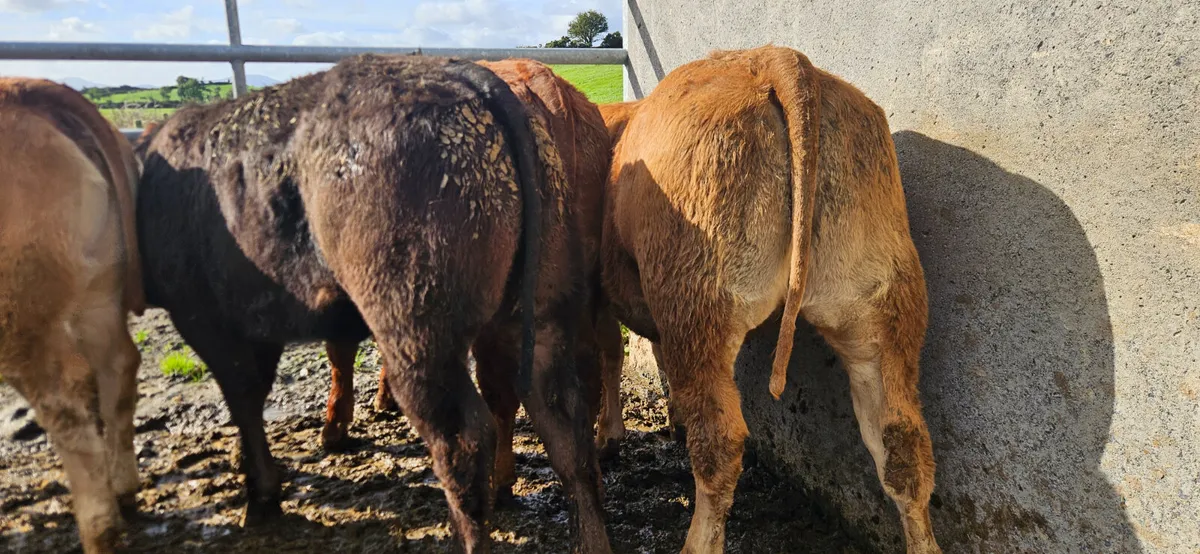 6 Super U Grade Limousin Heifers - Image 3