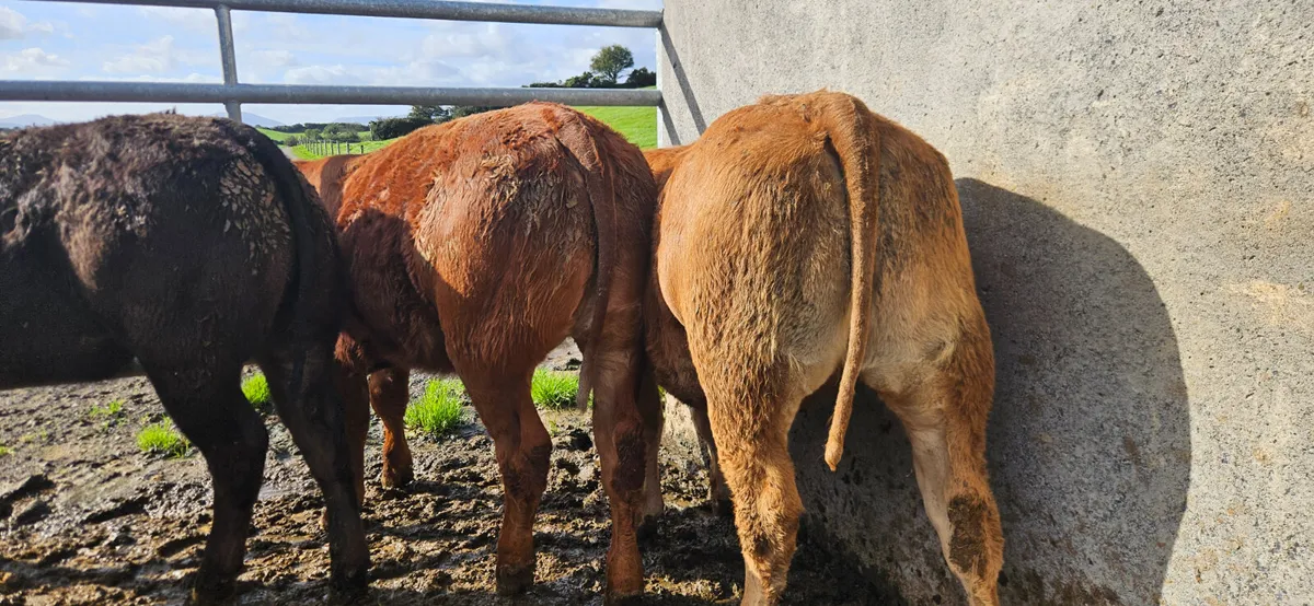 6 Super U Grade Limousin Heifers - Image 2