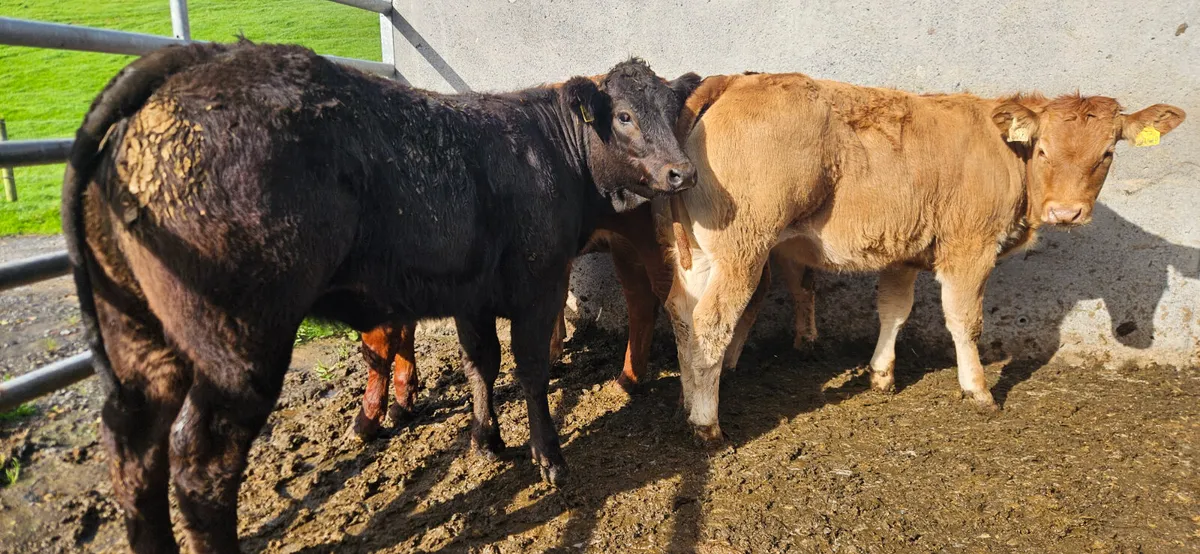 6 Super U Grade Limousin Heifers - Image 1