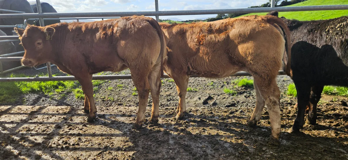 6 Super U Grade Limousin Heifers - Image 4