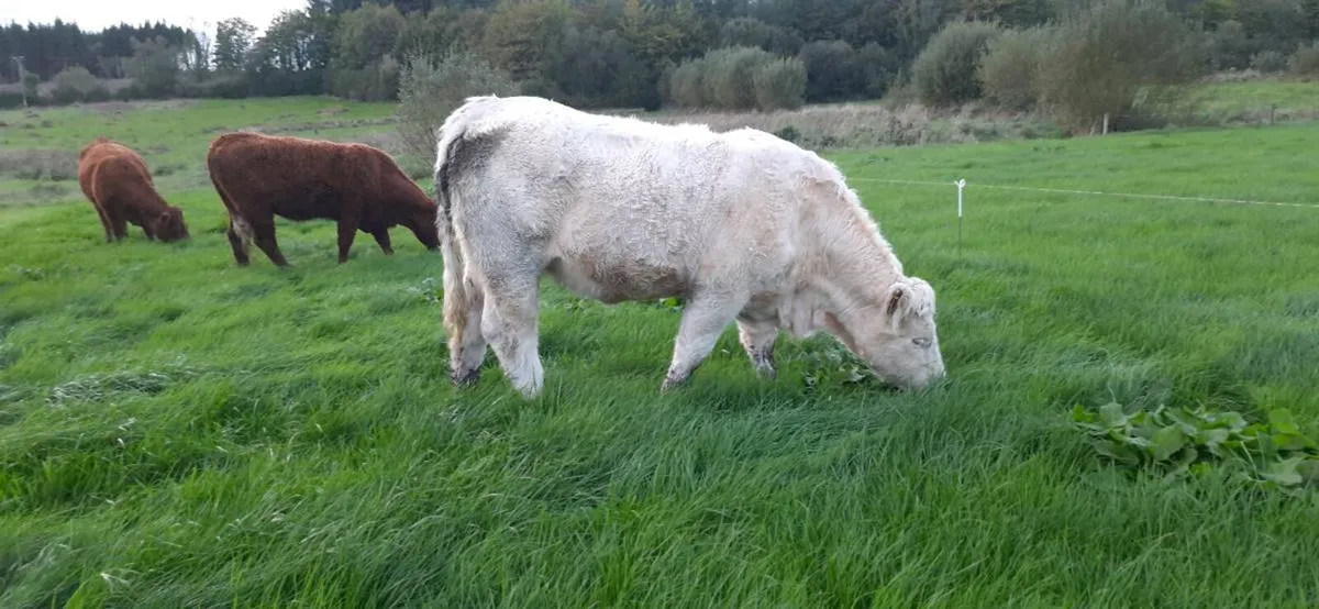 Pedigree Charolais Heifer for Sale - Image 4