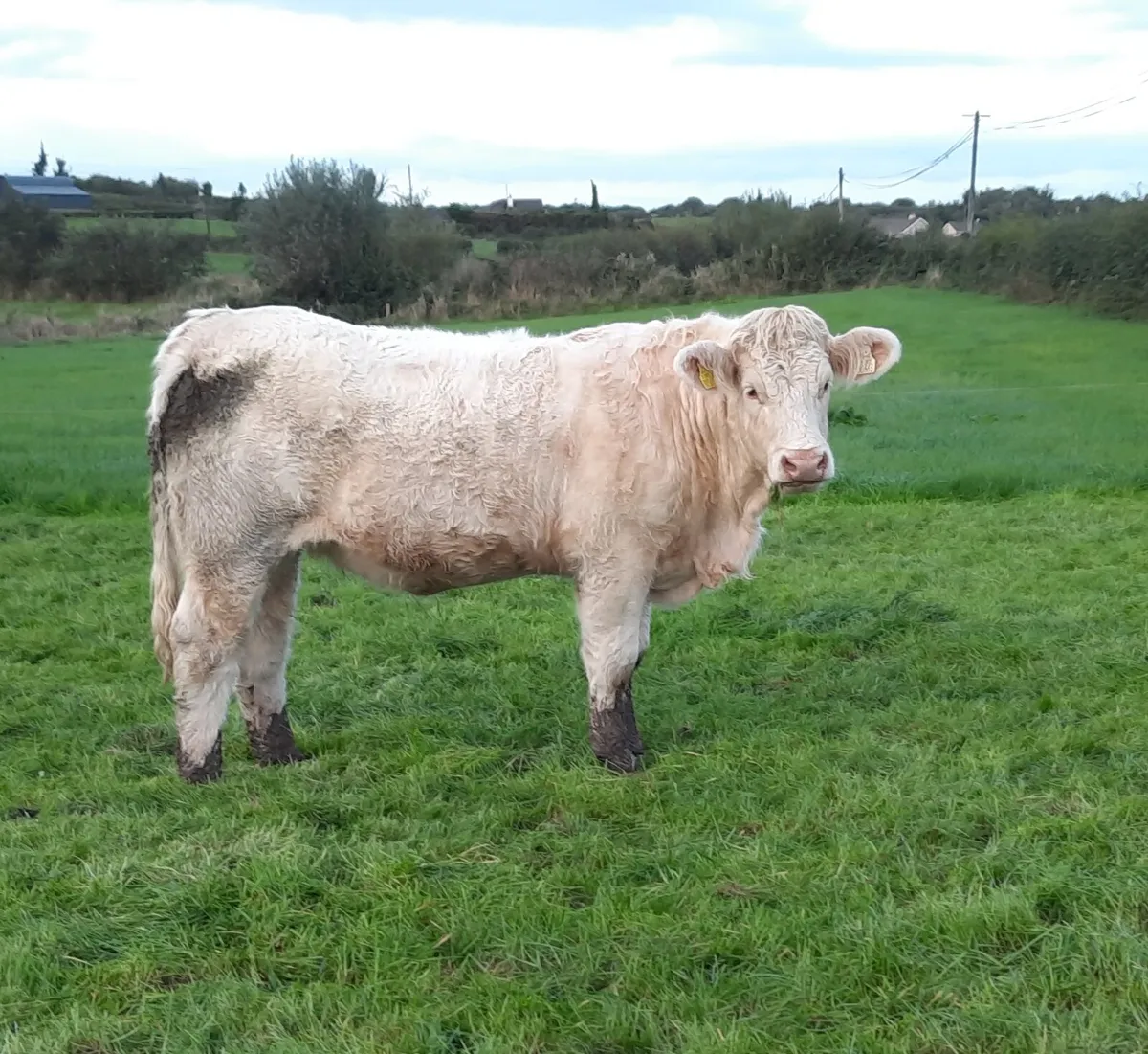 Pedigree Charolais Heifer for Sale - Image 1