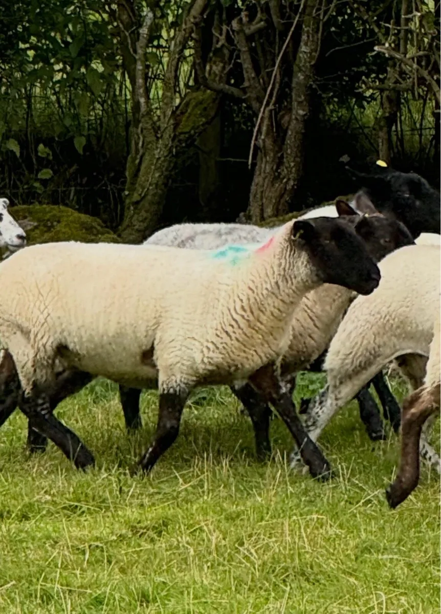20 Super Suffolks hoggets for sale - Image 2