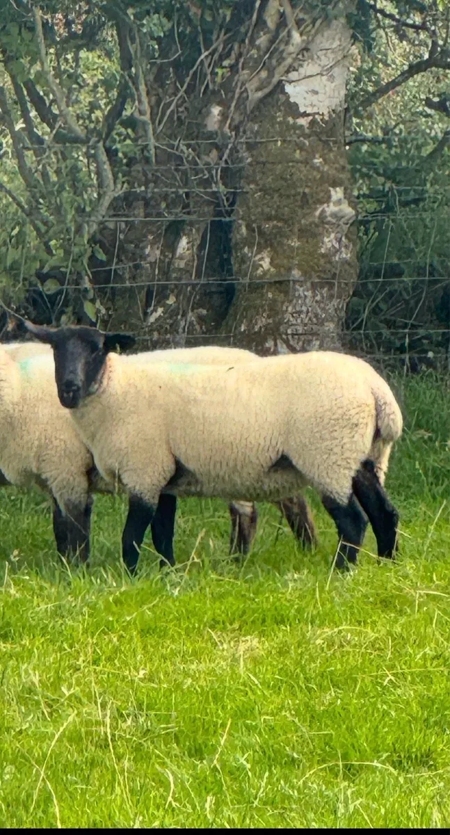 20 Super Suffolks hoggets for sale - Image 3