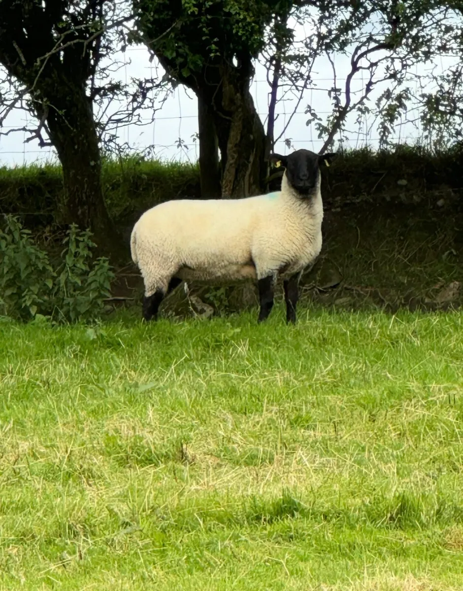 20 Super Suffolks hoggets for sale - Image 1