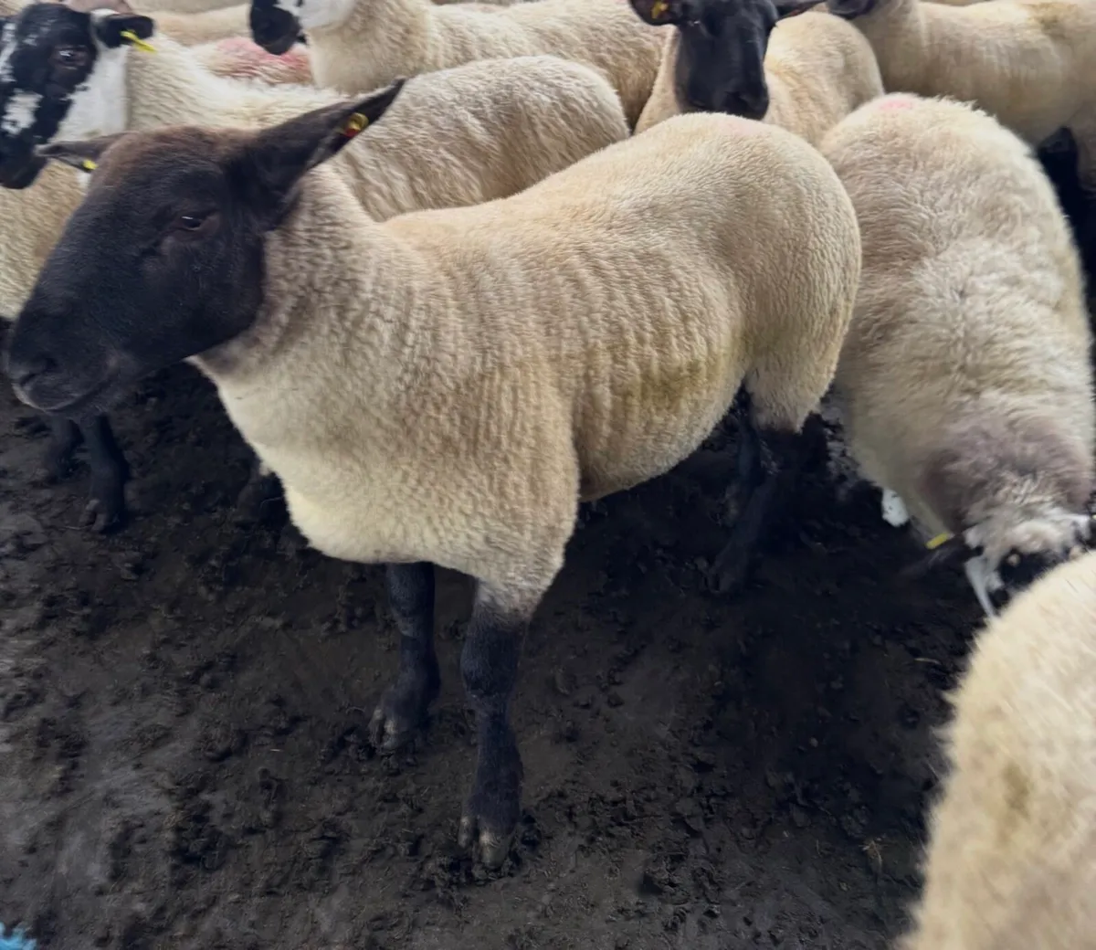 20 Super Suffolks hoggets for sale - Image 4