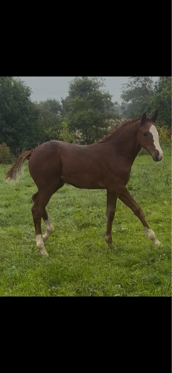 Candy de Nanteul x Pacino filly foal - Image 4