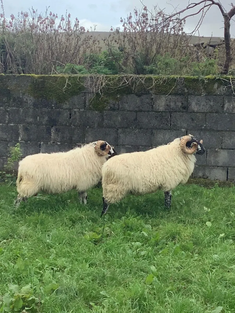 Mayo Brecket Faced Hogget Ram - Image 1