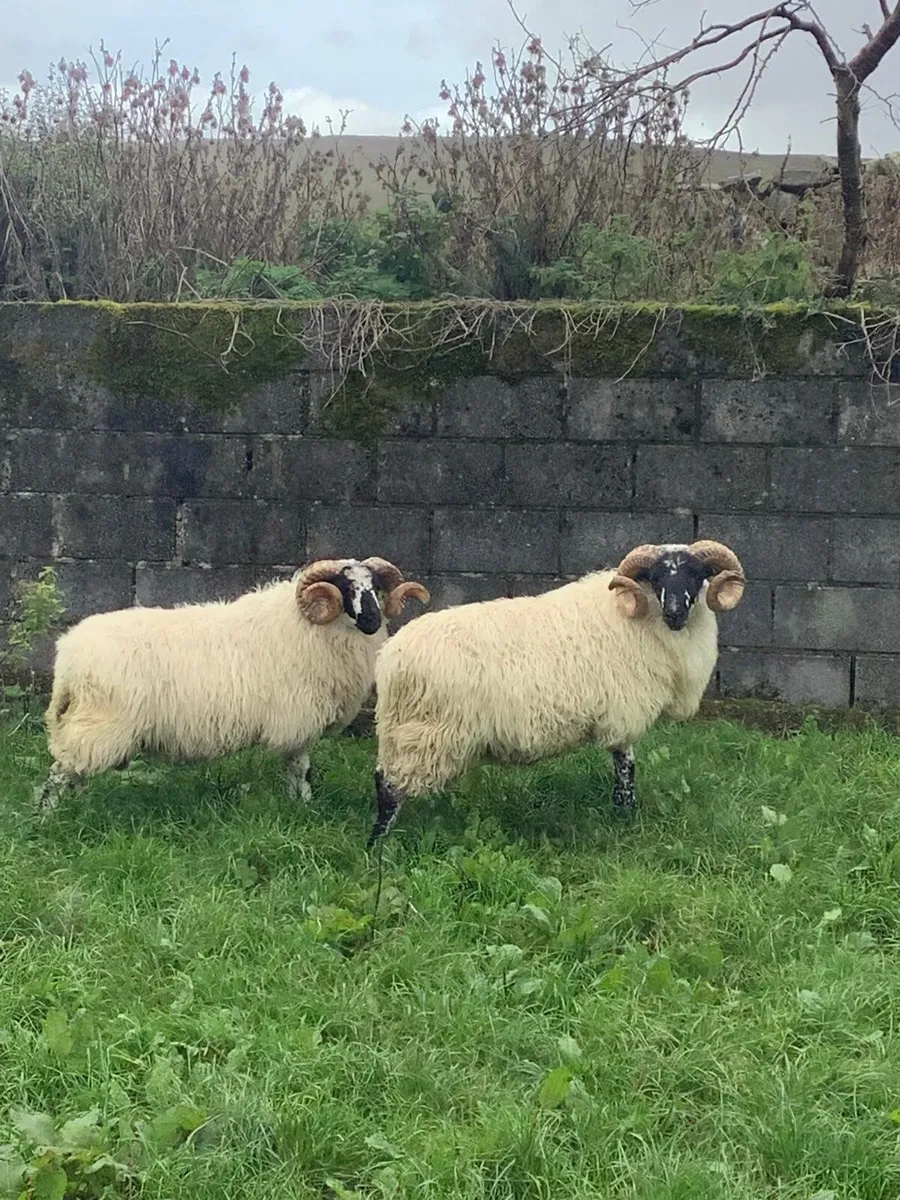 Mayo Brecket Faced Hogget Ram - Image 2