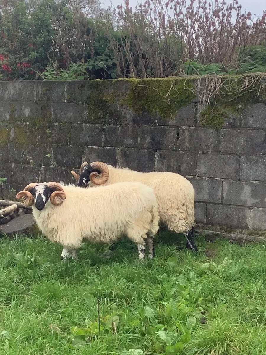 Mayo Brecket Faced Hogget Ram - Image 3