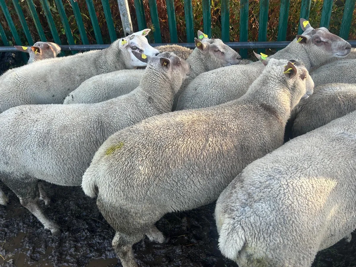 PR hogget Charlollais and Texal rams - Image 1