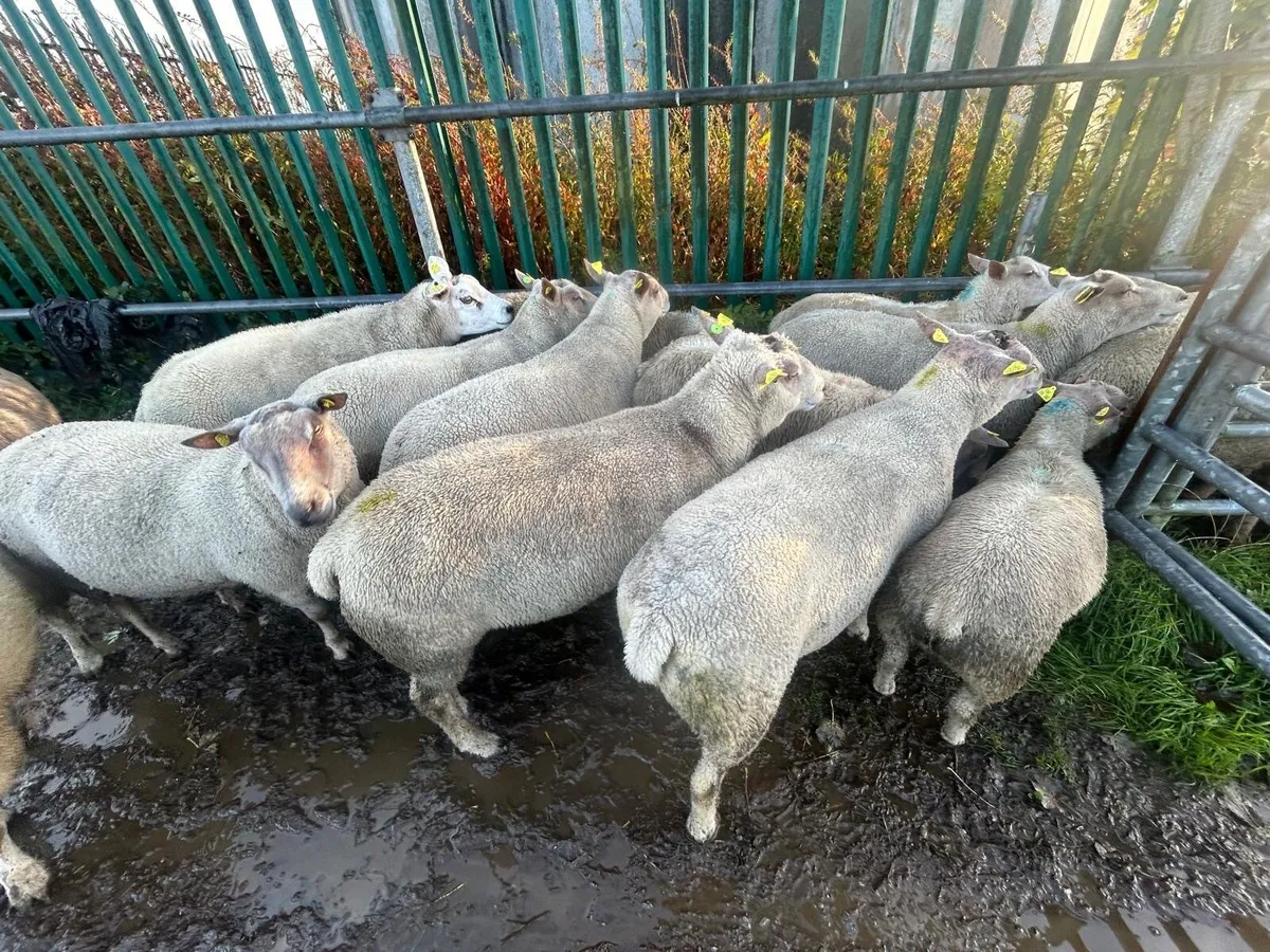 PR hogget Charlollais and Texal rams - Image 2