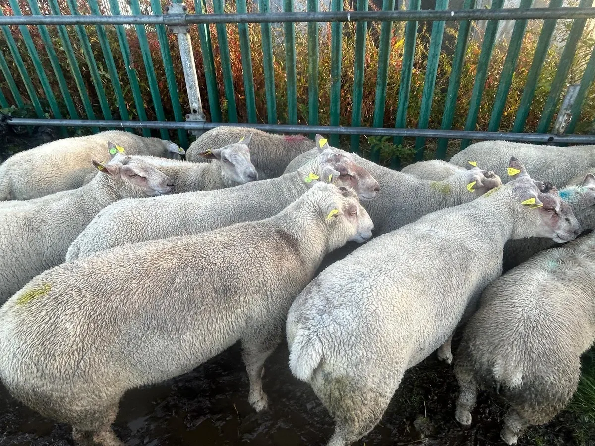 PR hogget Charlollais and Texal rams - Image 3