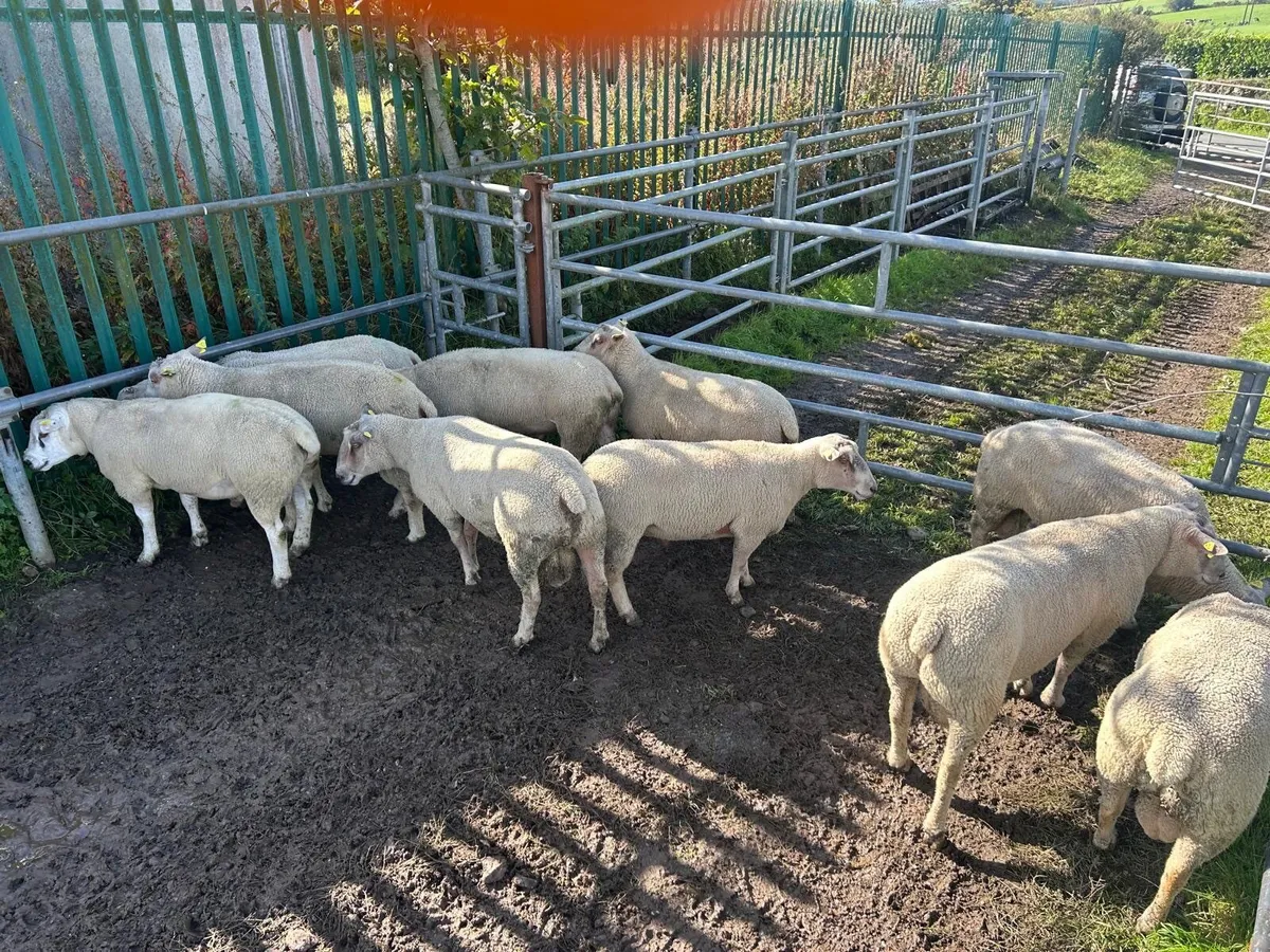 PR hogget Charlollais and Texal rams - Image 4