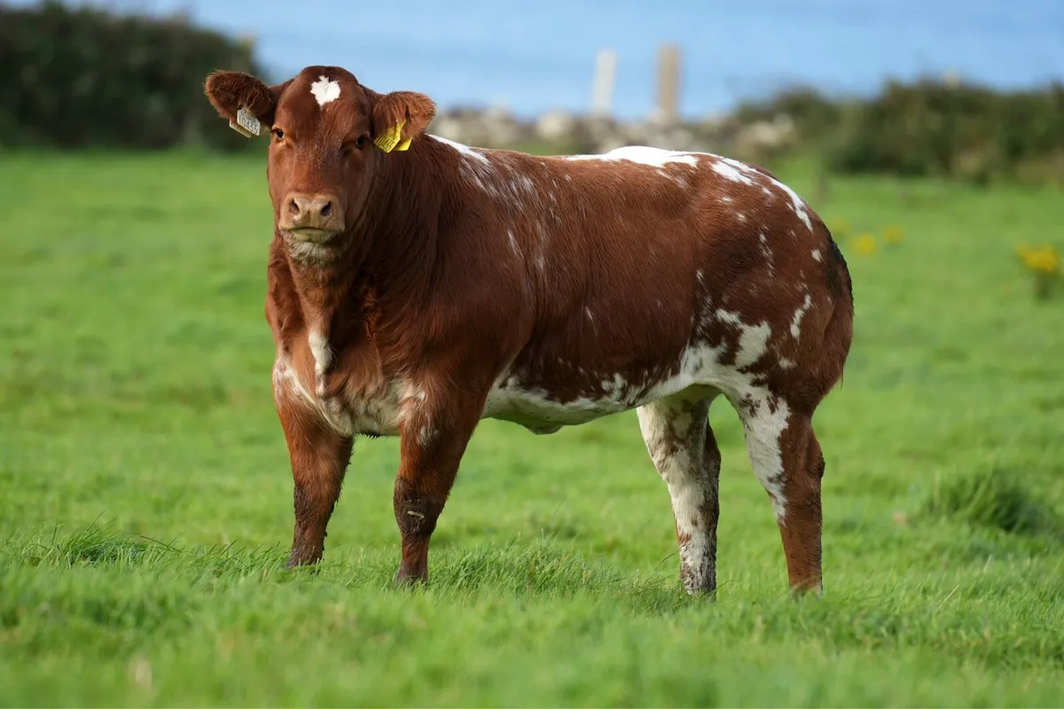 Show Heifer Weanling for Ballina Elite Sale - Image 1