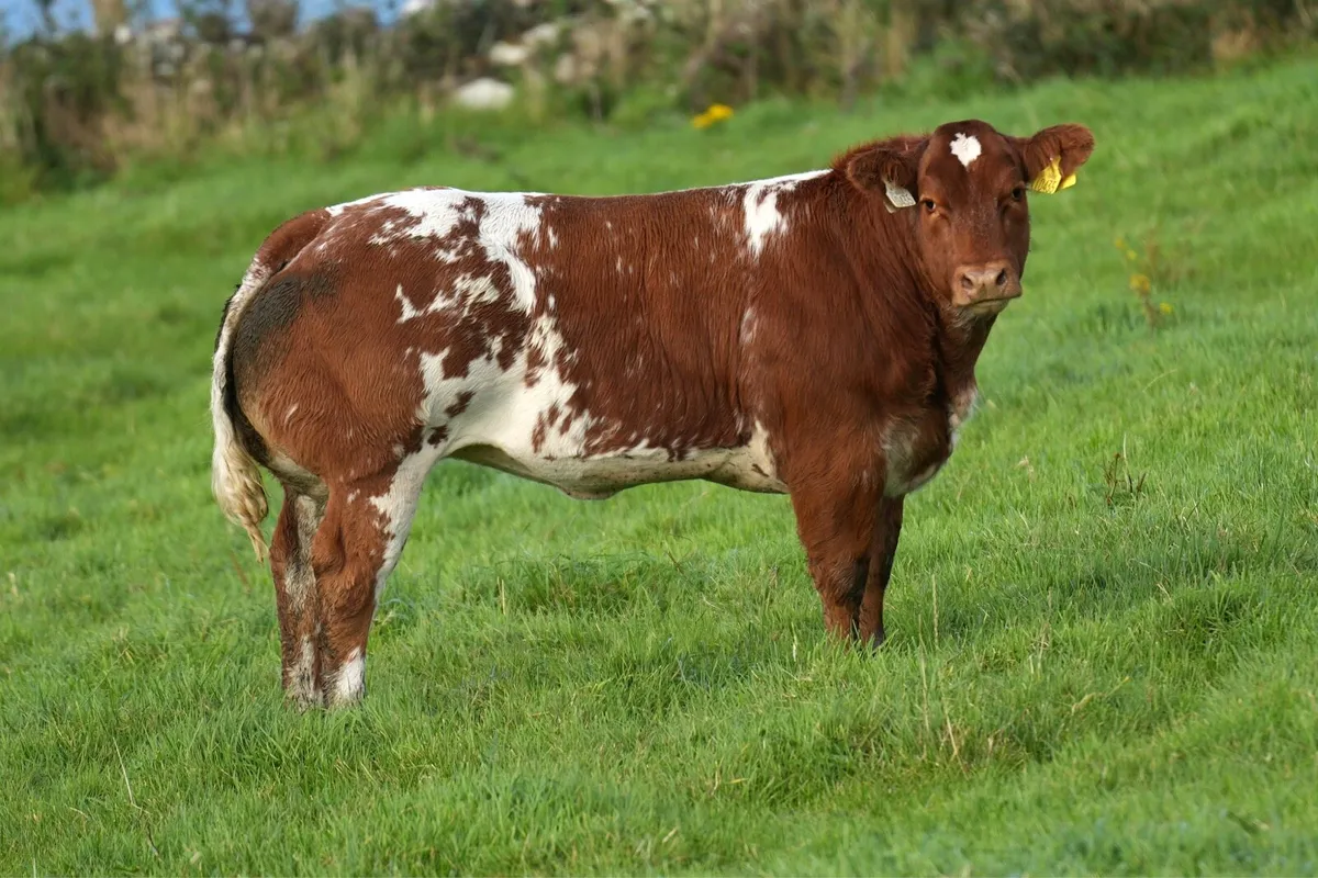 Show Heifer Weanling for Ballina Elite Sale - Image 2