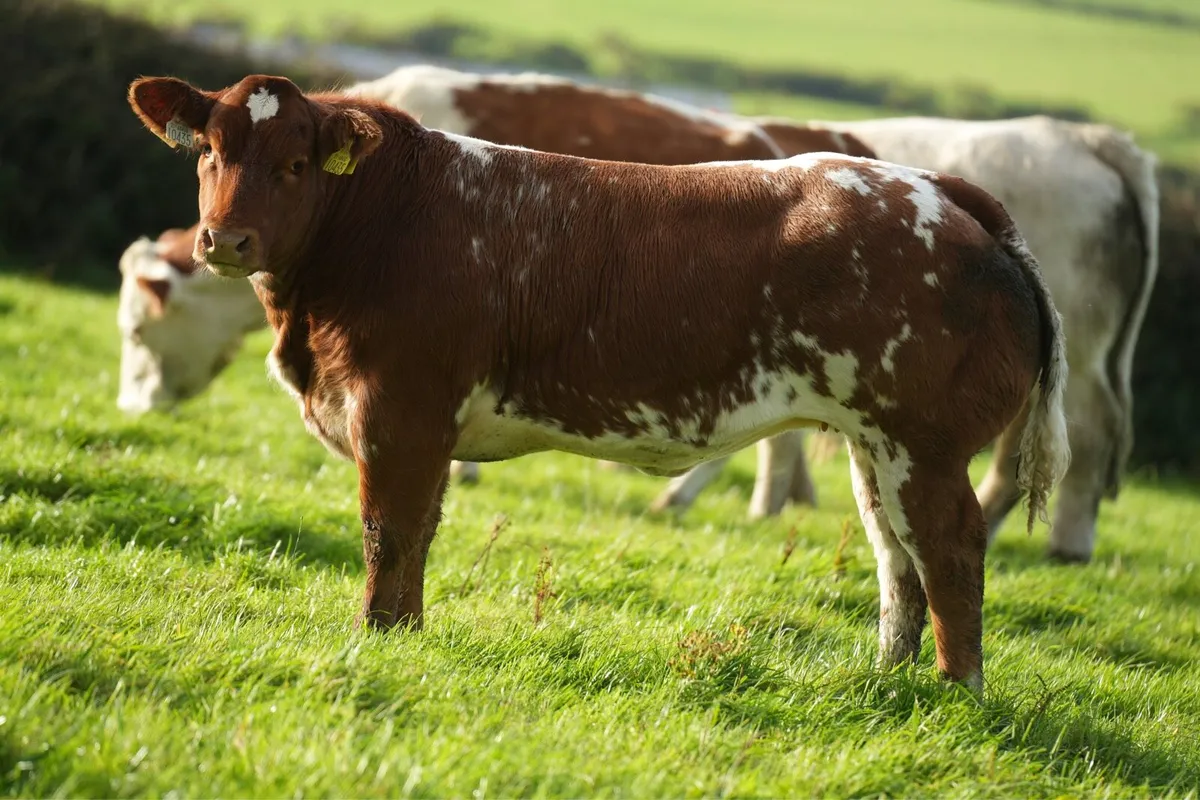 Show Heifer Weanling for Ballina Elite Sale - Image 3