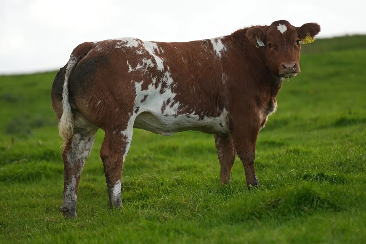 Show Heifer Weanling for Ballina Elite Sale - Image 4